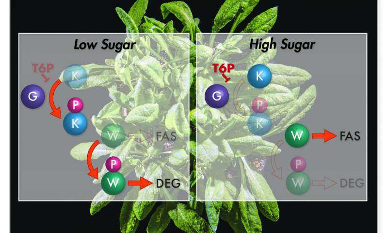 Cómo una señal molecular ayuda a las células vegetales a decidir cuándo producir aceite