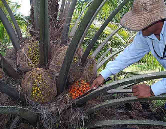 Refinación del aceite de palma sería más eficiente a menor temperatura
