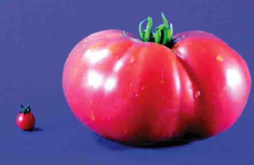 Desarrollan un nuevo cultivo a partir de un tomate silvestre con edición genética