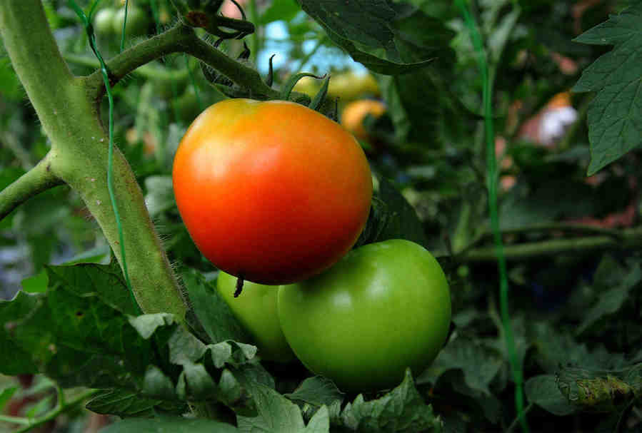 En el 2020 Costa Rica tendrá un tomate resistente a agresivo virus