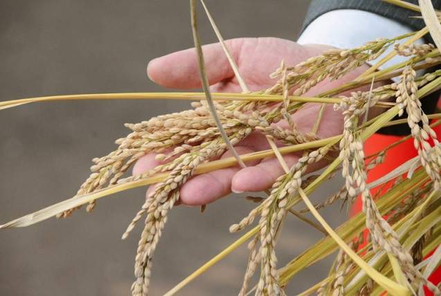 Desarrollan arroz modificado genéticamente capaz de reducir la presión arterial cuando se consume