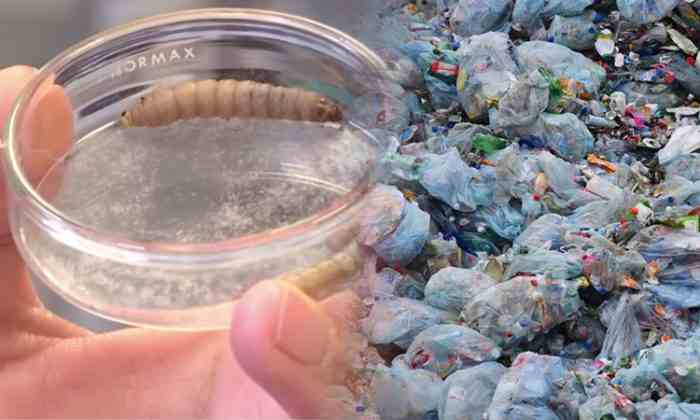 Españoles descubren accidentalmente aliados para la crisis de los desechos plásticos: gusanos de cera -