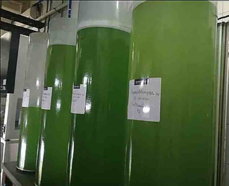 Físicos rusos crean una fórmula para producir gasolina a partir de algas