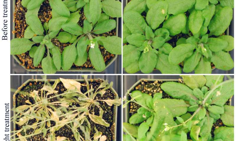 El descubrimiento de ARN podría ayudar a aumentar el calor de la planta y la tolerancia a la sequía