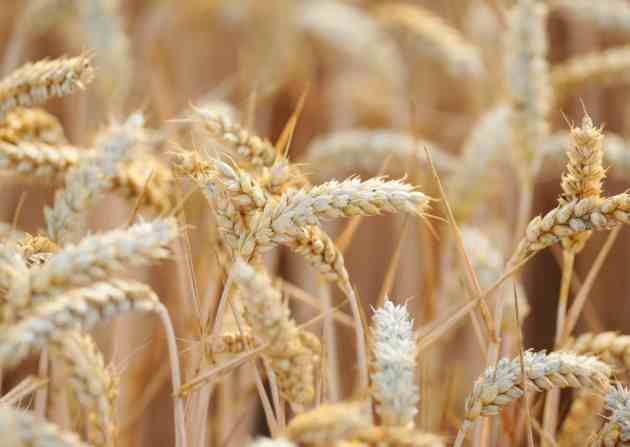 La edición genética permite un prometedor avance para la fertilidad del trigo en un clima cambiante