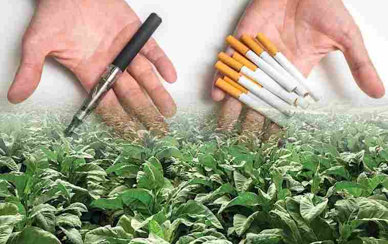 Tabaco editado genéticamente (no adictivo) podría ayudar a eliminar el hábito de fumar