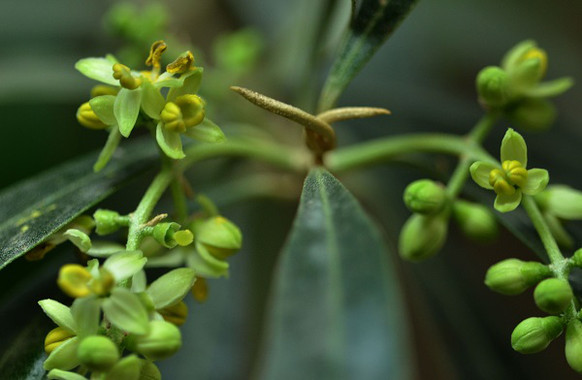 Identifican proteínas del polen del olivo para mejorar el diagnóstico de la alergia
