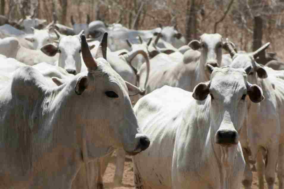 Hallados genes potencialmente vinculados con la resistencia del ganado a las variaciones ambientales