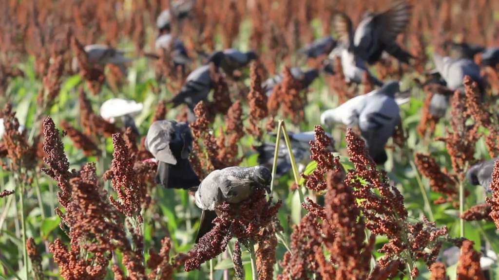 Descubren gen que podría evitar el daño masivo a los cultivos causado por las aves
