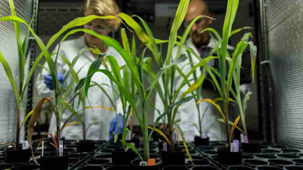 La próxima revolución agrícola ya está aquí: edición genética y hormonas vegetales