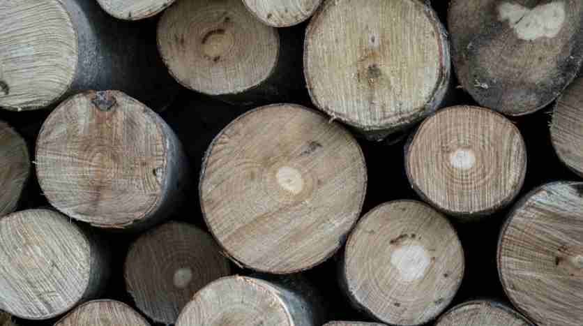 Científicos descubren cómo convertir cualquier madera en un material tan resistente como el acero