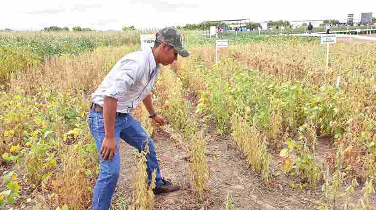 Bolivia prepara nueva soya transgénica resistente a plagas y sequía para 2021