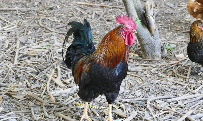 El avance de la subrogación podría ayudar a razas de pollo raras