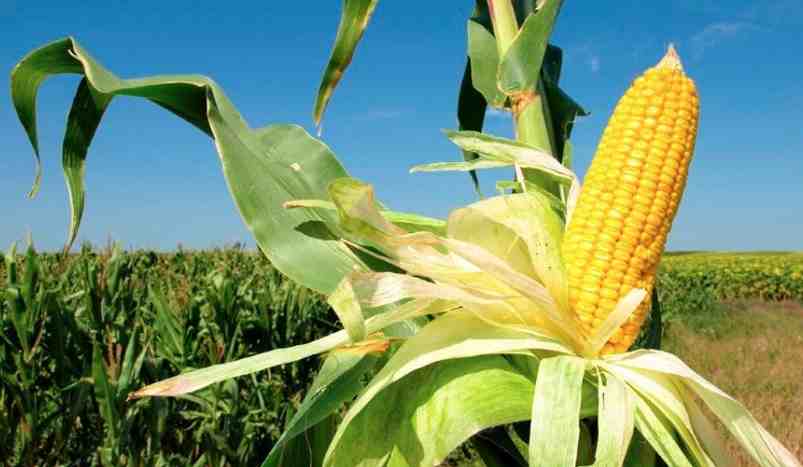 Producir Pals maíz en la mazorca en forma de 27 pulgadas globo de la hoja