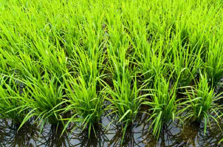 Desarrollan arroz fortificado en Vitamina A a través de CRISPR-Cas9