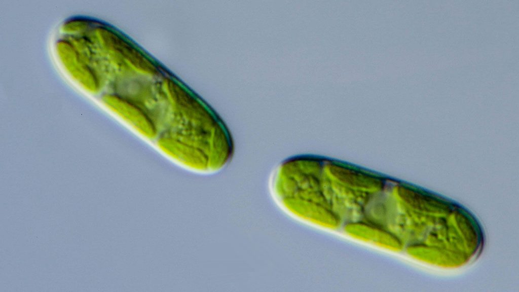 Biotecnología natural: Genes de bacteria permitieron a las plantas moverse desde el agua a la tierra