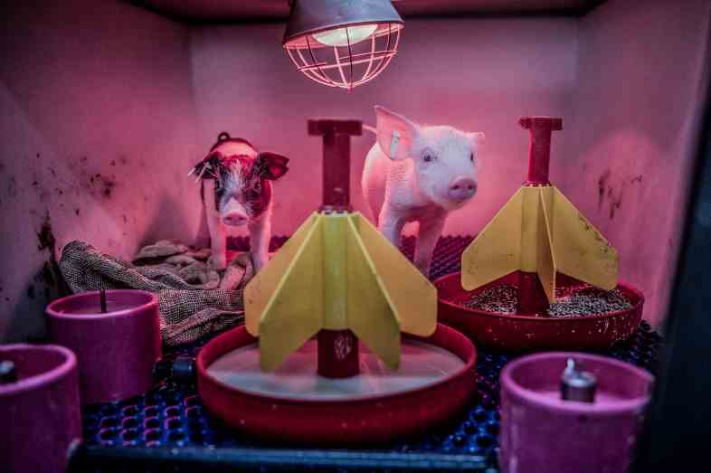 Estos cerdos en miniatura podrían resolver la falta de órganos para trasplante