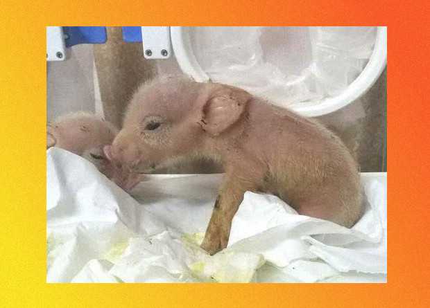 Nacen los primeros cerdos mutantes con células de monos en China