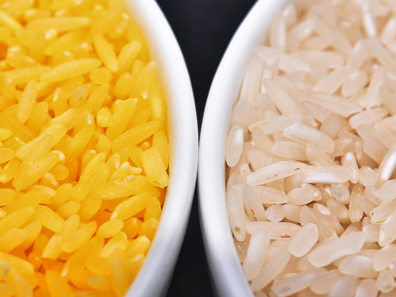 Filipinas aprueba el consumo de arroz dorado, un transgénico que puede evitar la ceguera y muerte infantil