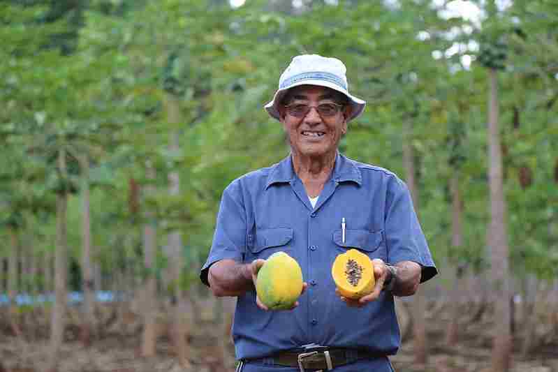 China aprueba numerosos cultivos transgénicos, incluyendo una papaya resistente a virus
