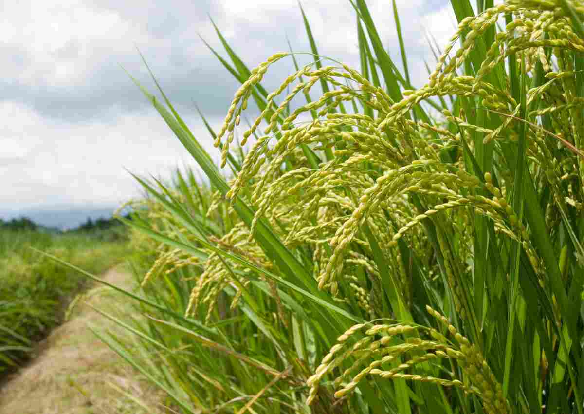 Científico filipino identifica un gen que puede ayudar a las plantas de arroz a sobrevivir a la sequía