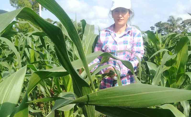 Cuba: Agricultores extienden el cultivo de maíz y soya transgénica desarrollada localmente