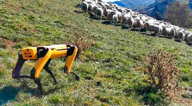 El perro pastor robot que no gusta a los pastores