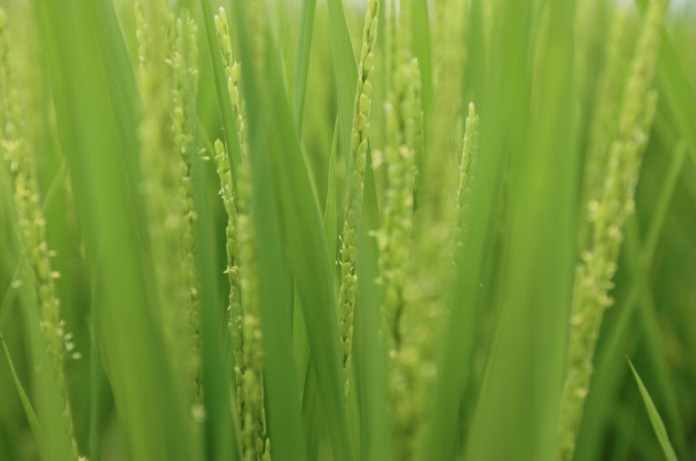 Descubre las proteínas del arroz que son esenciales para la polinización exitosa