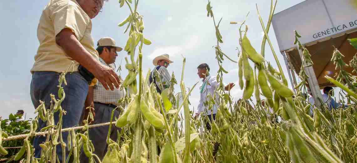 Bolivia avanza en la era de los transgénicos con pruebas en cinco cultivos