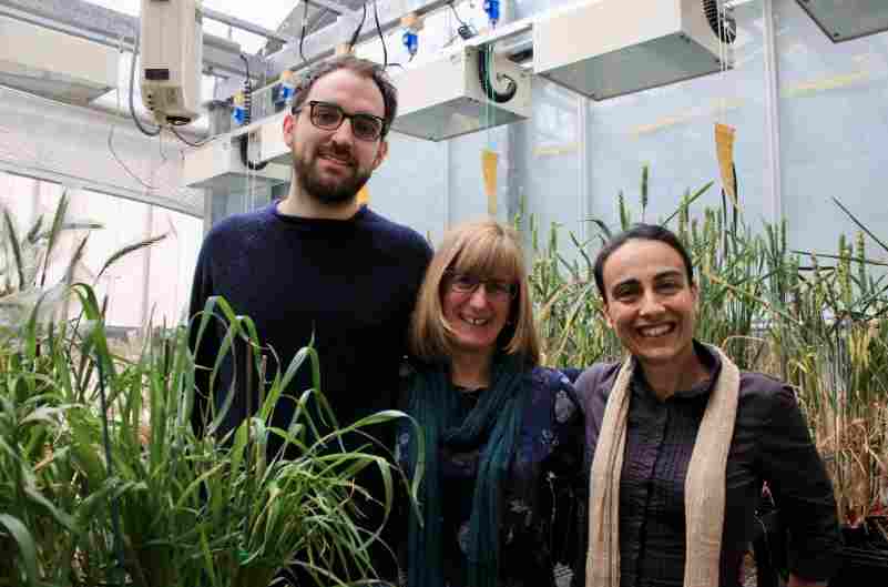 Científicos a un paso más cerca de desarrollar trigo mejorado tolerante al calor