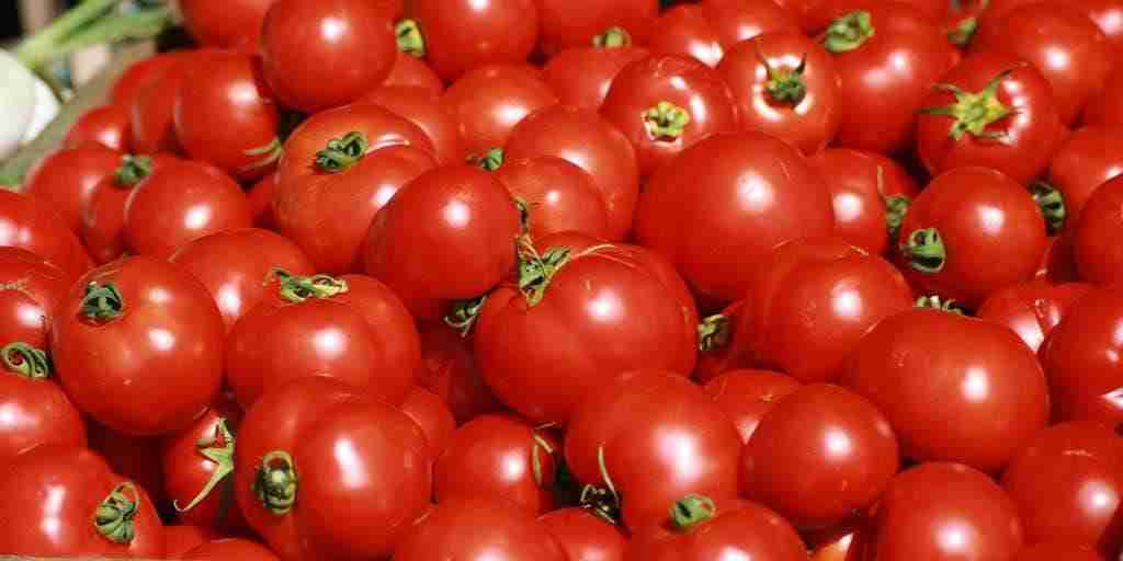 ¿Por qué a veces el tomate no tiene sabor a tomate?