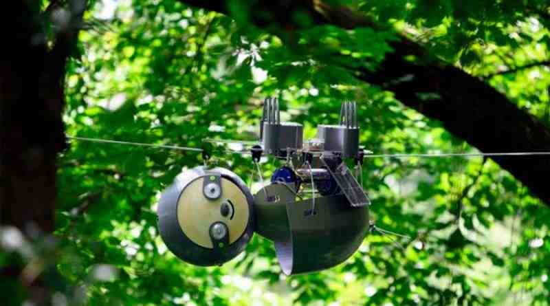 Este simpático robot es el rey de los árboles mientras vigila a los animales