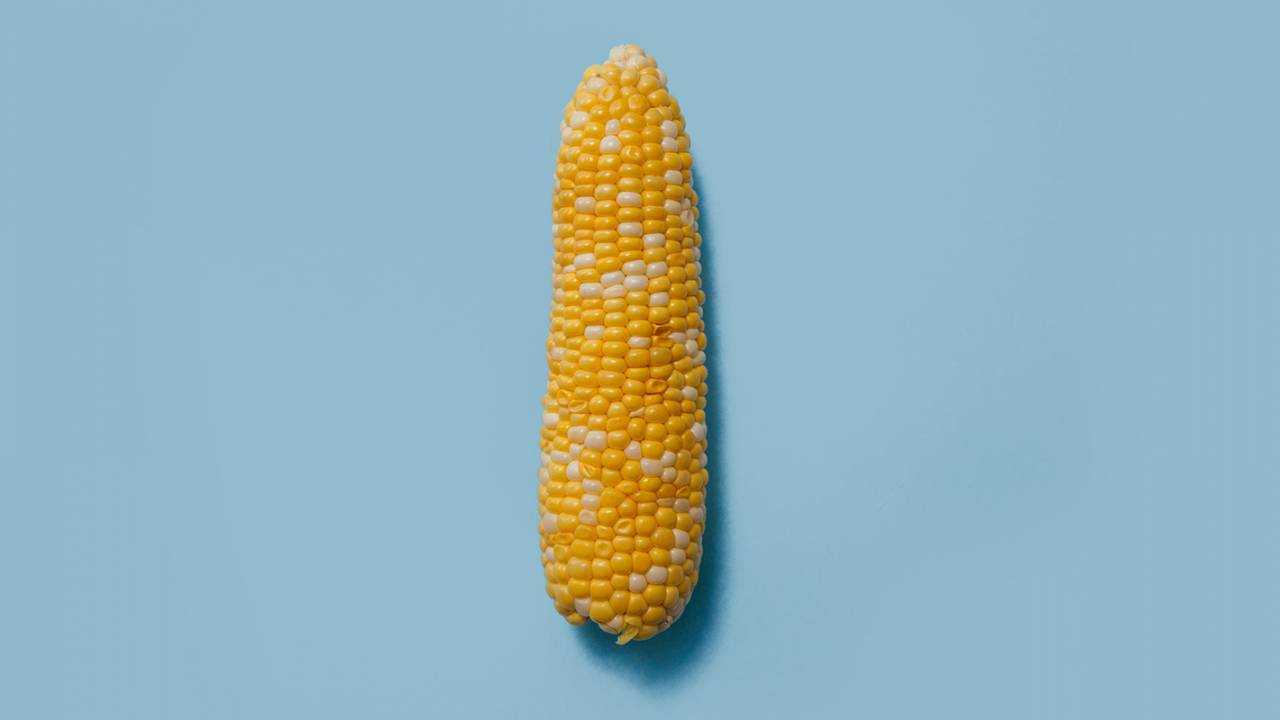 La edición genética acorta el complicado desarrollo de maíz híbrido a un solo paso
