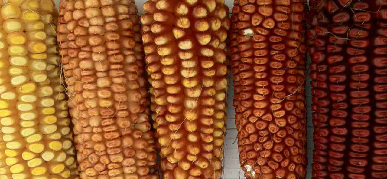 Desarrollan maíz híbrido alto en antioxidantes que alivian la inflamación intestinal