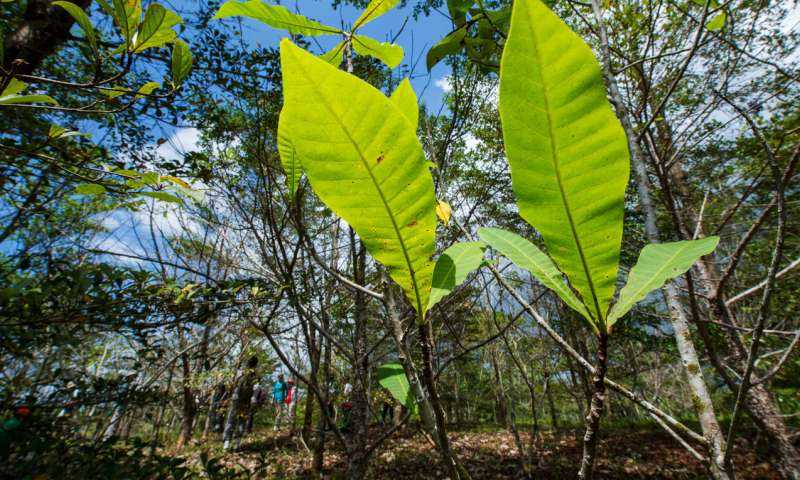 Los árboles nativos prosperan en las plantaciones de teca y pueden proteger el Canal de Panamá