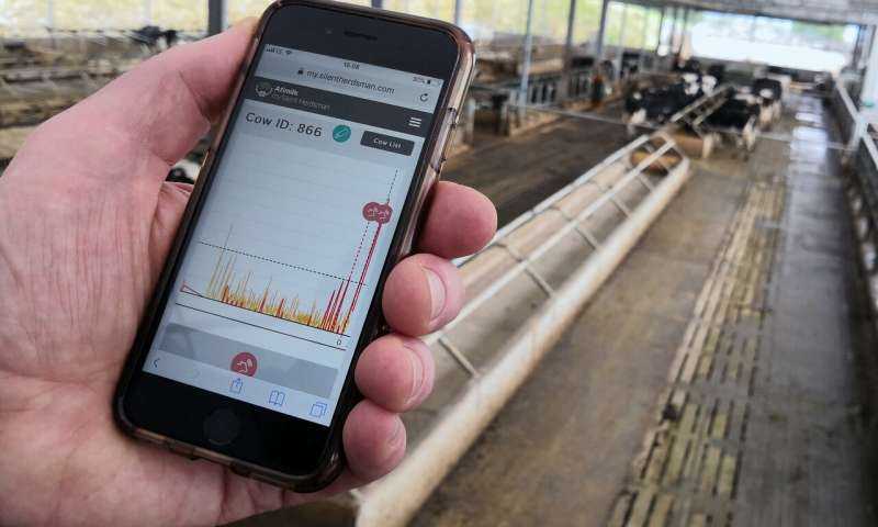 Granjas británicas cambian a nueva tecnología con collares 5G en vacas - | Noticias de Buenaventura, Colombia y el Mundo