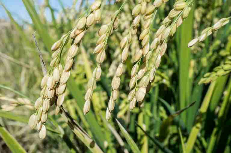 Estudio identifica un gen vital para el desarrollo del grano de arroz