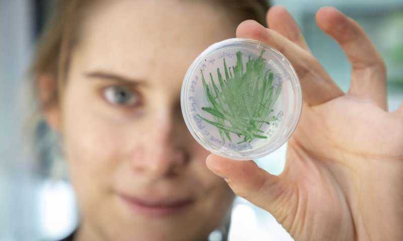 Las cianobacterias como catalizadores ‘verdes’ en biotecnología