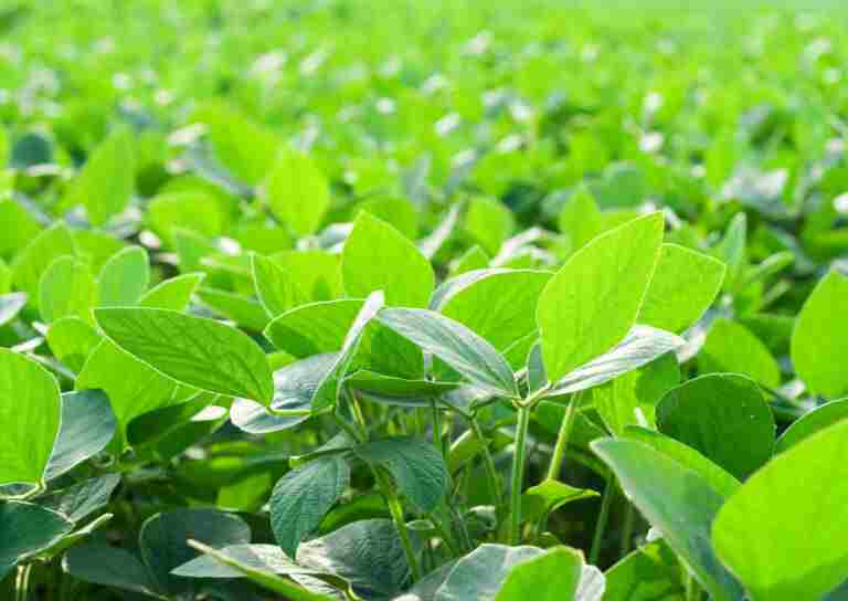 La Comisión Europea autoriza soja MG de alto rendimiento con tolerancia a herbicida