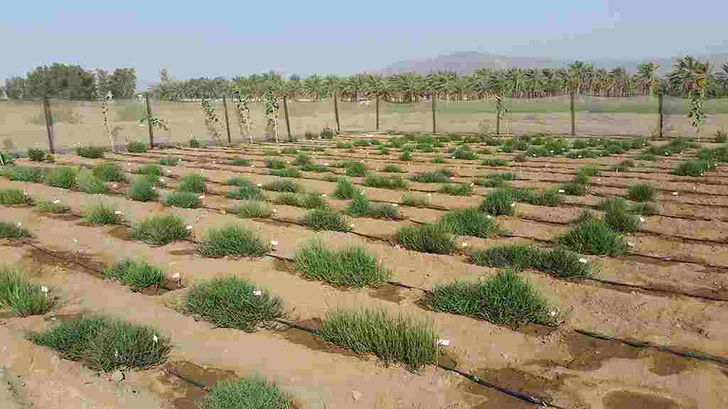 El cultivo de mijo podría mejorarse genéticamente para una mejor producción en desiertos