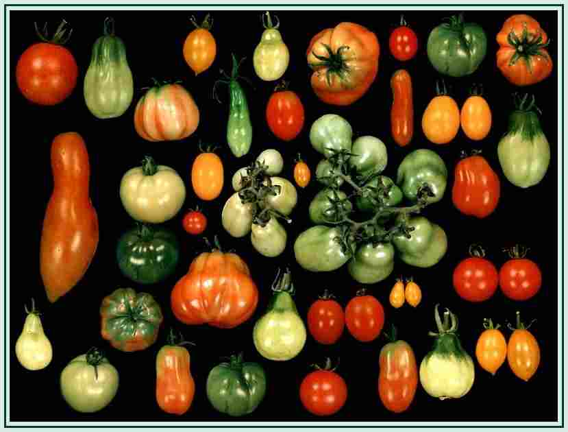 Nuevo análisis genético de tomate silvestre aporta al mejoramiento del tomate moderno