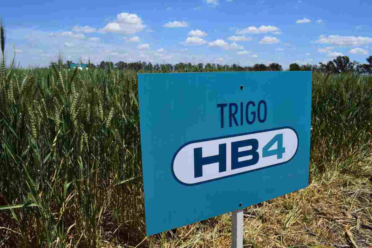 Uruguay avanza en autorización de trigo y soya transgénica tolerante a sequía