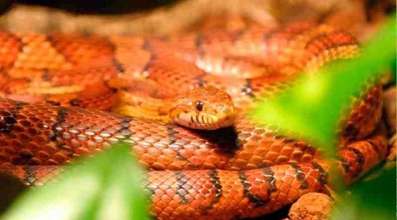 La mutación de un gen de una serpiente revela el origen del color de la piel