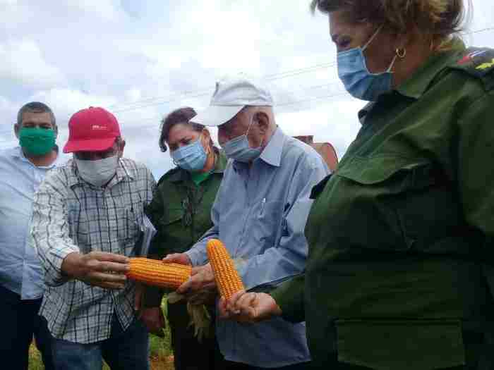Cuba cosecha maíz transgénico con buenos resultados y prepara 8.500 hectáreas para 2021