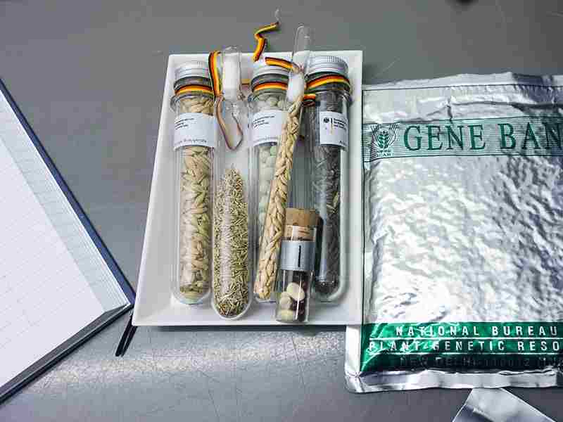 Mejoramiento genético de cultivos con genes de bancos de semillas antiguas