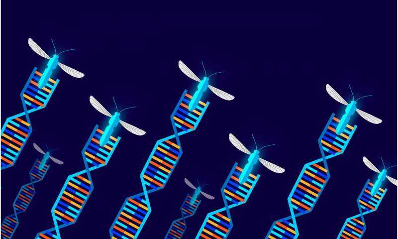 Los científicos establecen un camino para las pruebas de campo de organismos impulsores genéticos