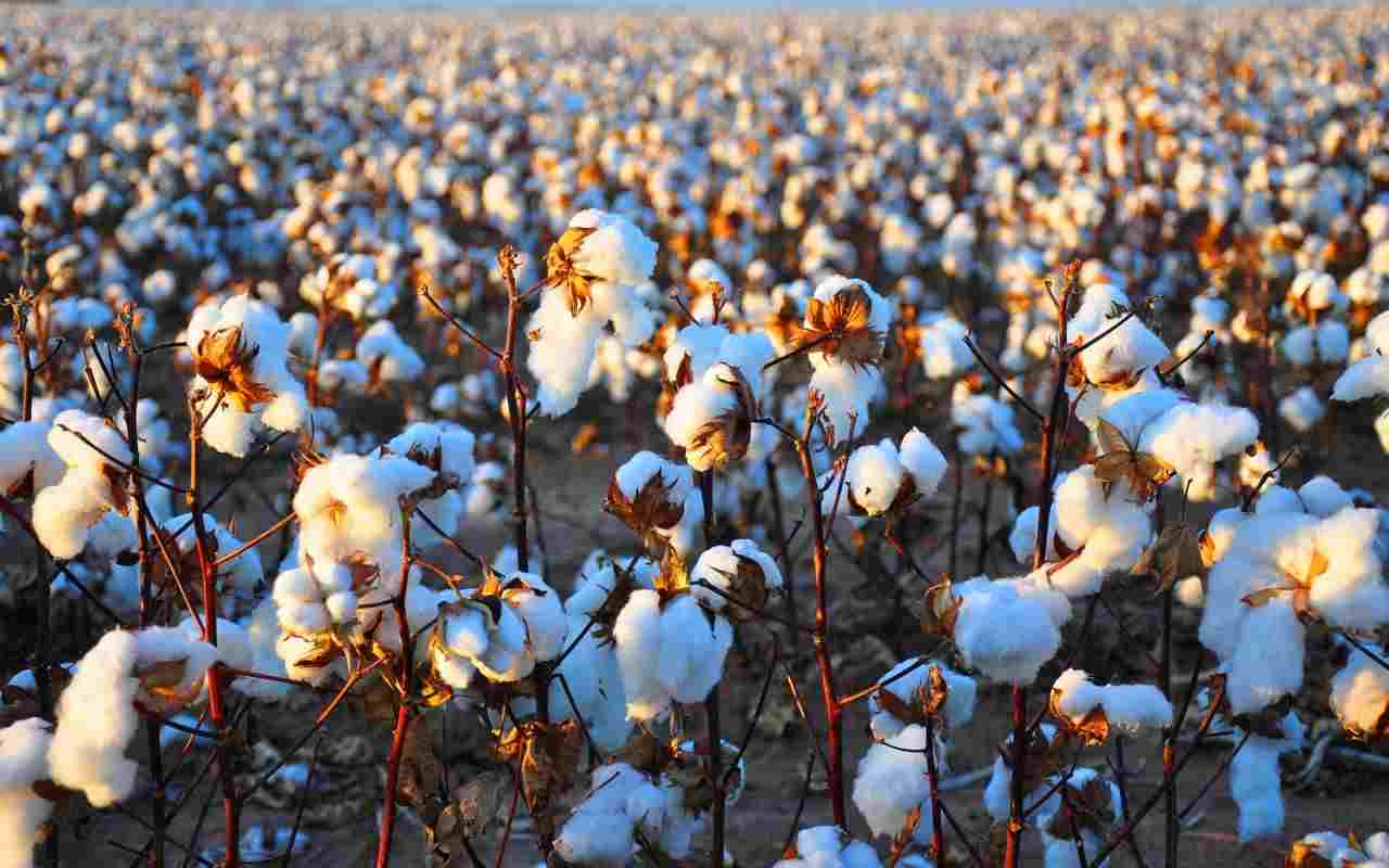 Modificación genética duplica el rendimiento del algodón, y podría aplicarse a trigo, maíz y arroz