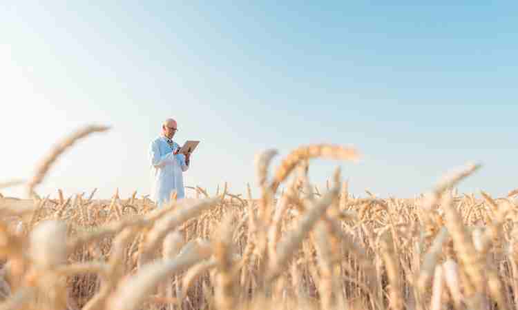 Estudio internacional decodifica el genoma de 15 variedades de trigo