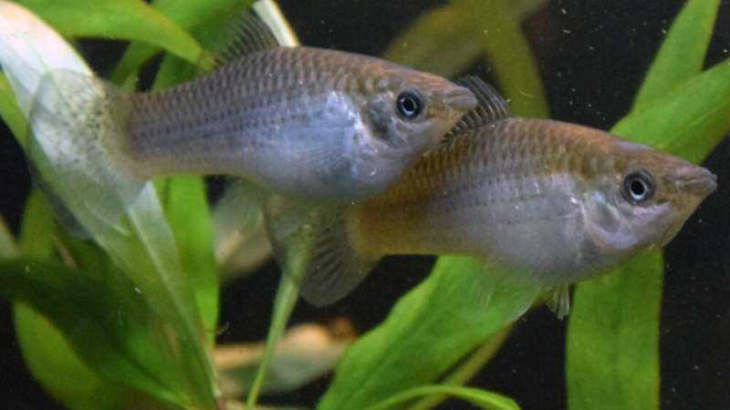 Derrotar al enemigo interno: cómo la evolución ayuda a clonar peces con su carga genética