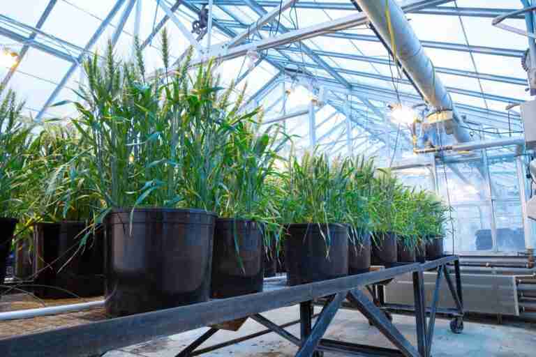 El «segundo genoma» del trigo podría ayudar a la planta en la supervivencia contra el estrés ambiental
